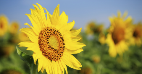 WCCA 现任主席 President