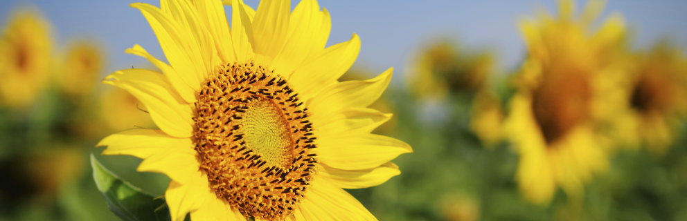 WCCA 现任主席 President