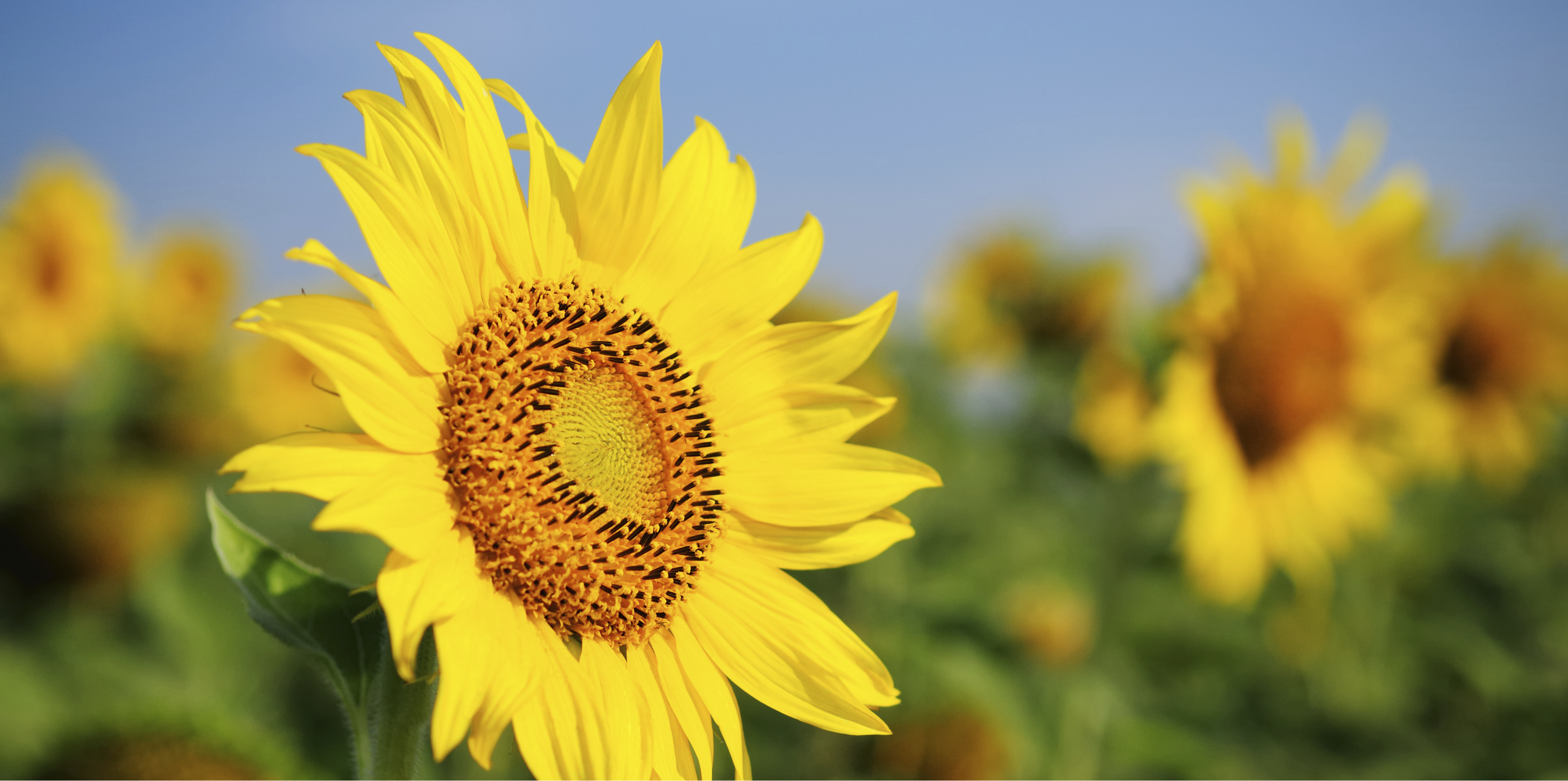 WCCA 现任主席 President